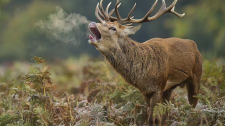 a deer's breath is visible in the cold air