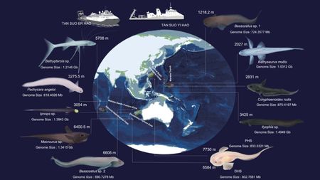 Illustration of the earth and its oceans with different deep sea species that surround it,