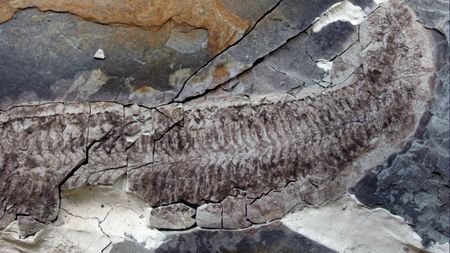 The fossil Keurbos susanae - or Sue - in the rock.
