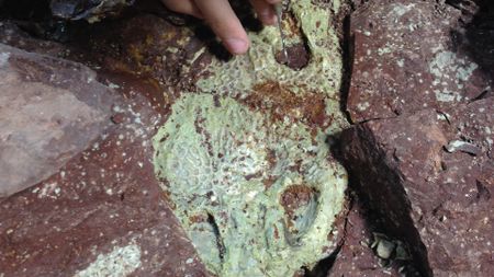 a closeup of a fossil