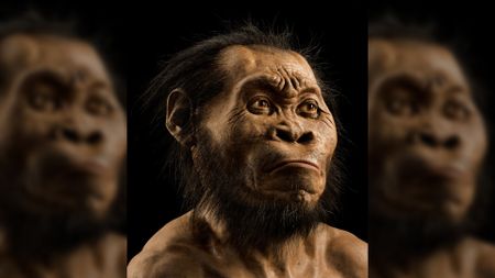 Here we see a reconstruction of our human relative Homo naledi, which has a wider nose and larger brow than humans.